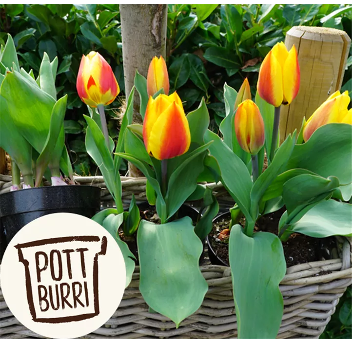 Tulpe