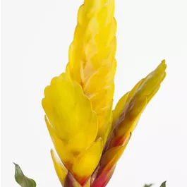 Vriesea Intenso Yellow Flame