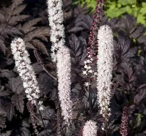 Actaea simplex Carbonella