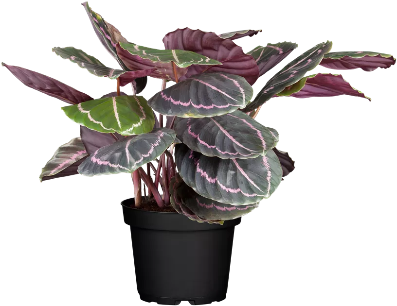 Calathea Hybride Dottie, Korbmarante 'Dottie - Bellaflora