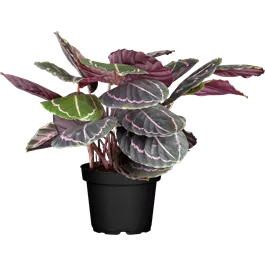 Calathea Hybride Dottie