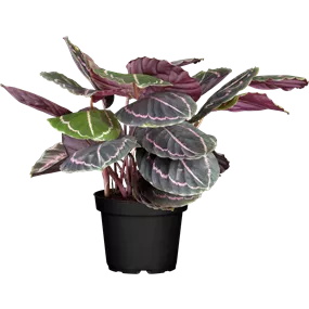 Calathea Hybride Dottie Calathea Hybride Dottie