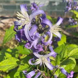 Clematis heracleifolia China Purple