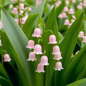 Convallaria majalis Rosea Convallaria majalis Rosea