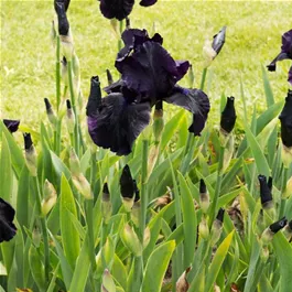 Iris chrysographes