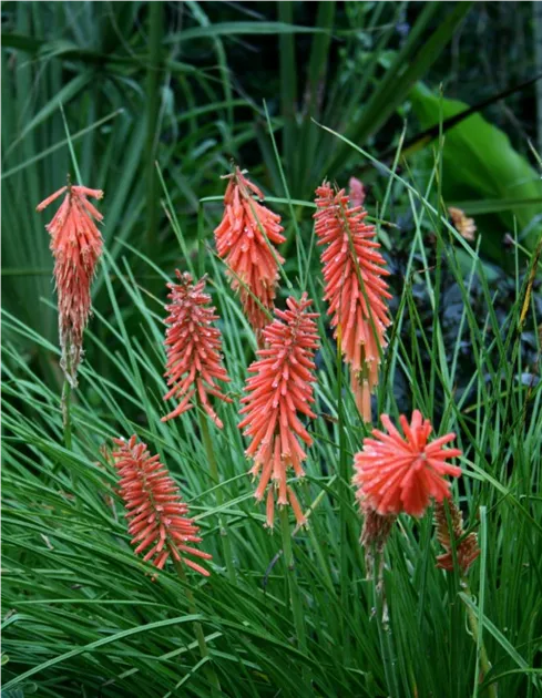Kniphofia uvaria Poco Red, Garten-Fackellilie 'Poco Red', 1 Liter Topf