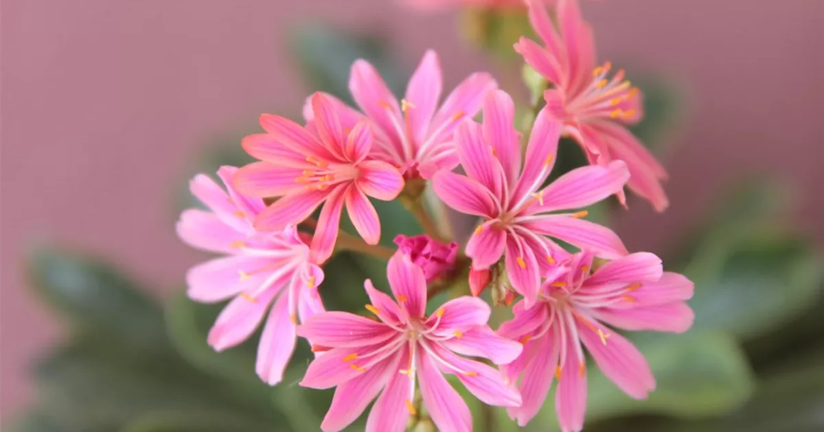 Lewisia hybrid SAFIRA Tropic Pink, Garten-Bitterwurz - Bellaflora