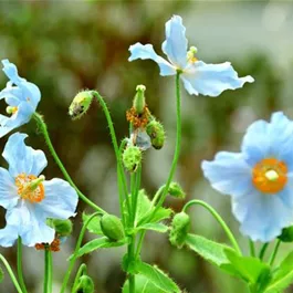 Meconopsis betonicifolia