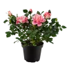 bellaflora Gartencenter GmbH