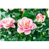 bellaflora Gartencenter GmbH