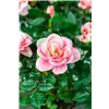bellaflora Gartencenter GmbH