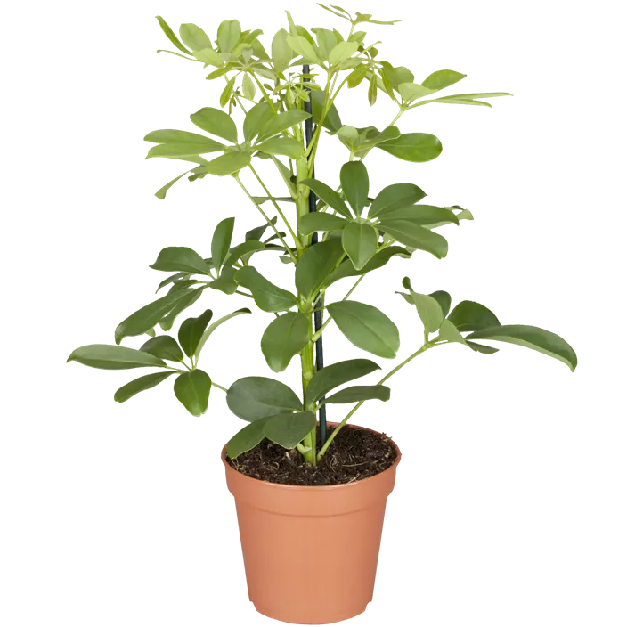 Kleine Strahlenaralie 'Luseana'
