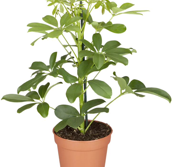 Kleine Strahlenaralie 'Luseana'