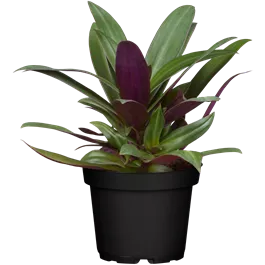 Tradescantia Gemischt Tradescantia Gemischt