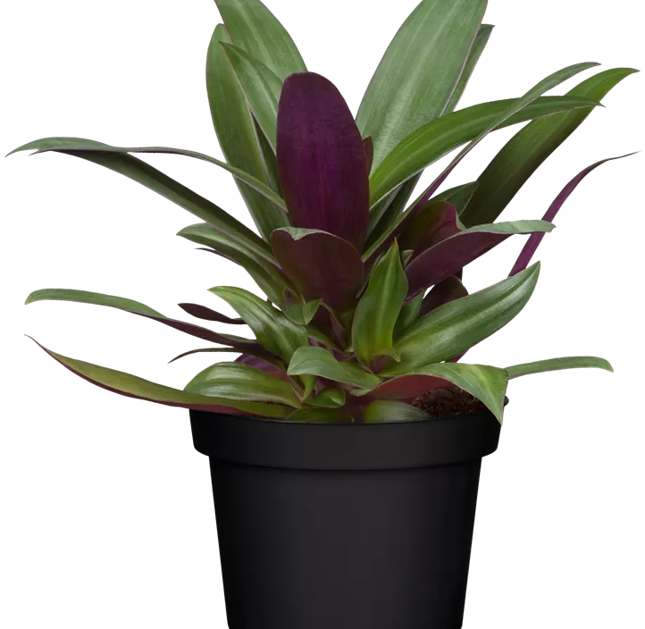 Dreimasterblume Dreimasterblume