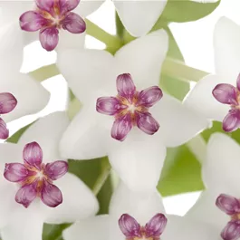 Hoya Mix