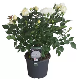 Rosa Kordana