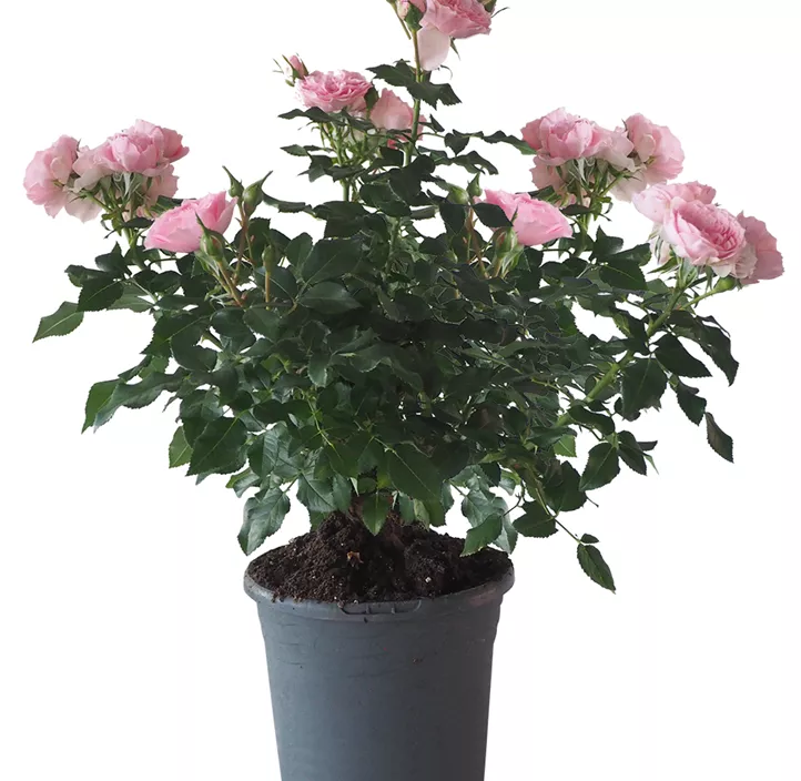 Minirose 'Kordana' Minirose 'Kordana'