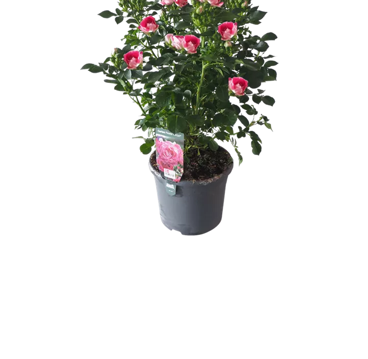 Minirose 'Kordana' Minirose 'Kordana'