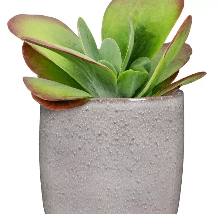 Übertopf Seashell