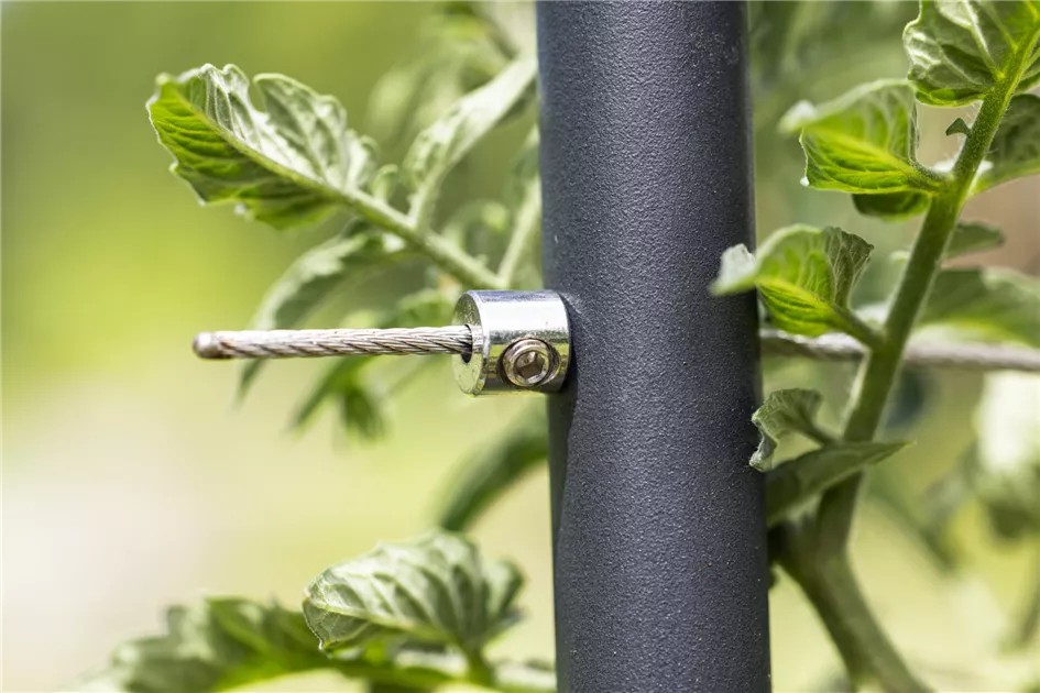 geigenfeige größe Geigenfeige XL | Ficus lyrata main image 0