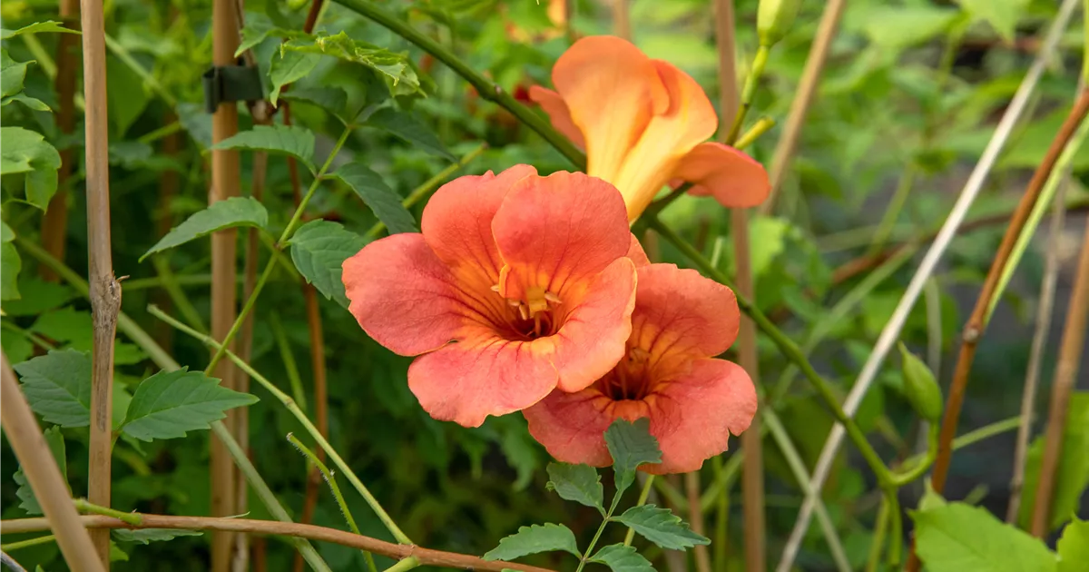 Kletter-Trompetenblume 'Madame Galen' - 40-60cm Topf Gewachsen