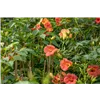 bellaflora Gartencenter GmbH