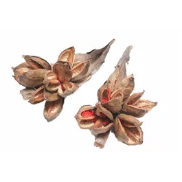 Sororoca Knospe