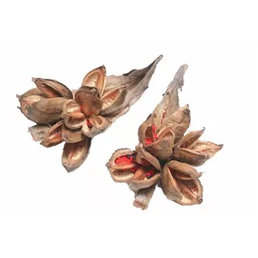 Sororoca Knospe Sororoca Knospe