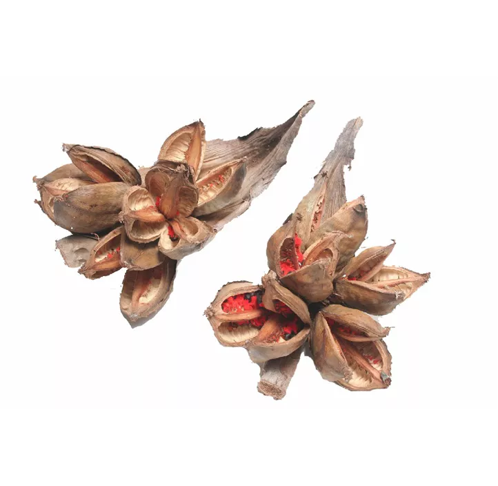 Sororoca Knospe