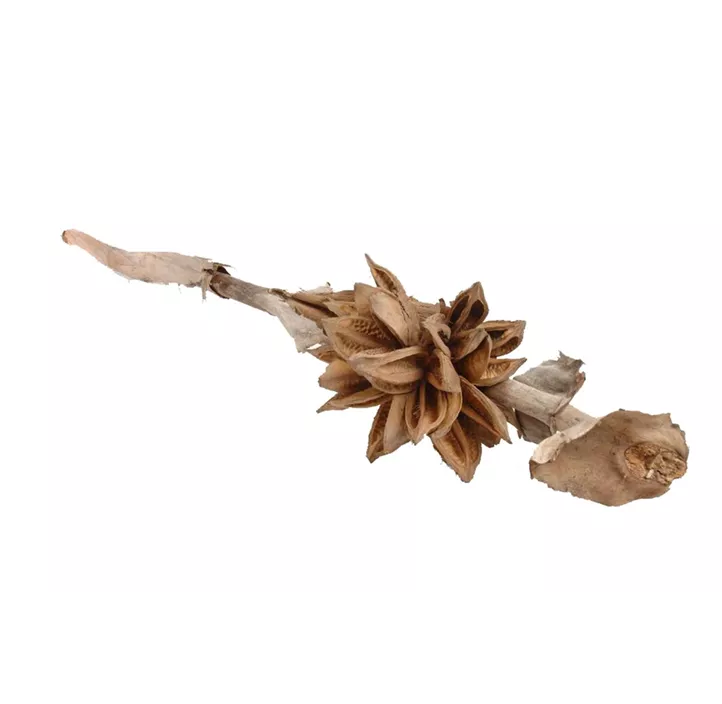 Sororoca Knospe