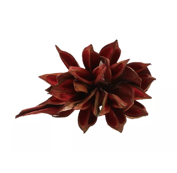 Sororoca Knospe