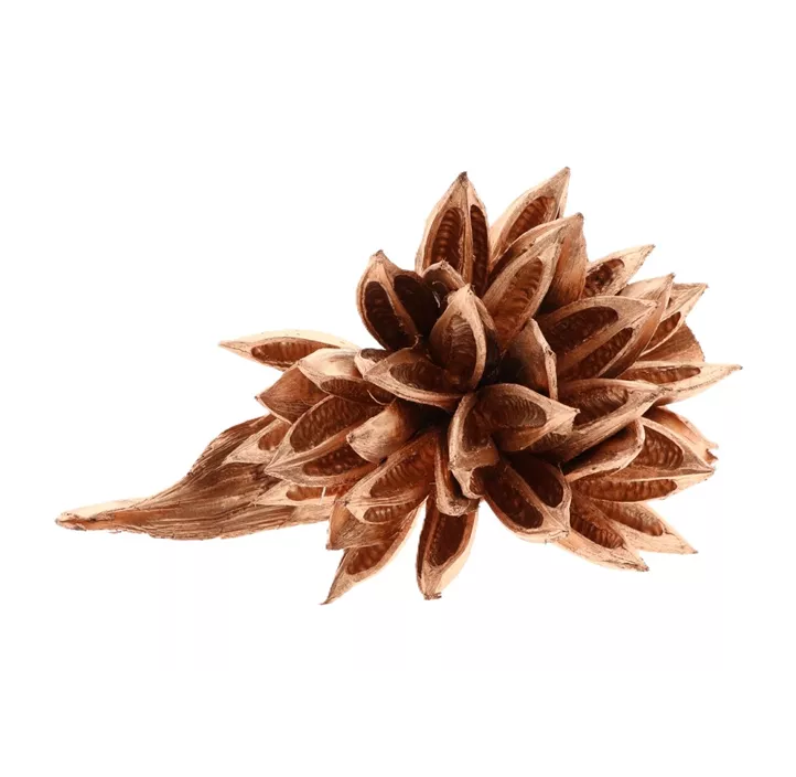 Sororoca Knospe