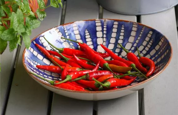 Chilis rot Chilis rot