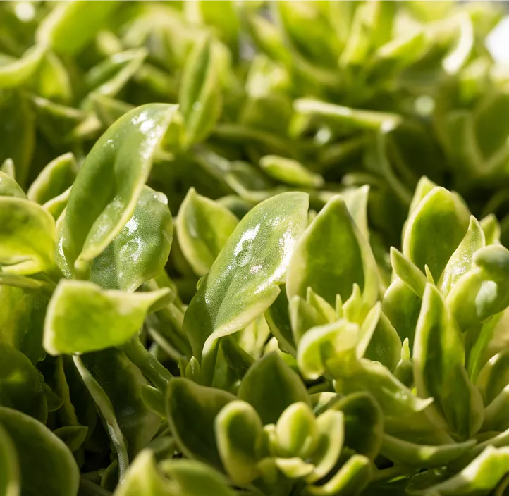 Ausdauerndes Eiskraut