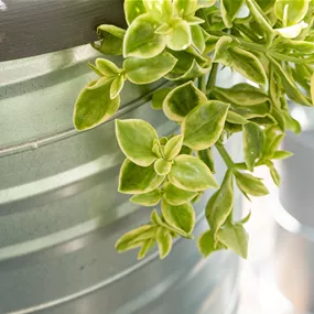 Aptenia cordifolia, 12 cm Topf Aptenia cordifolia, 12 cm Topf