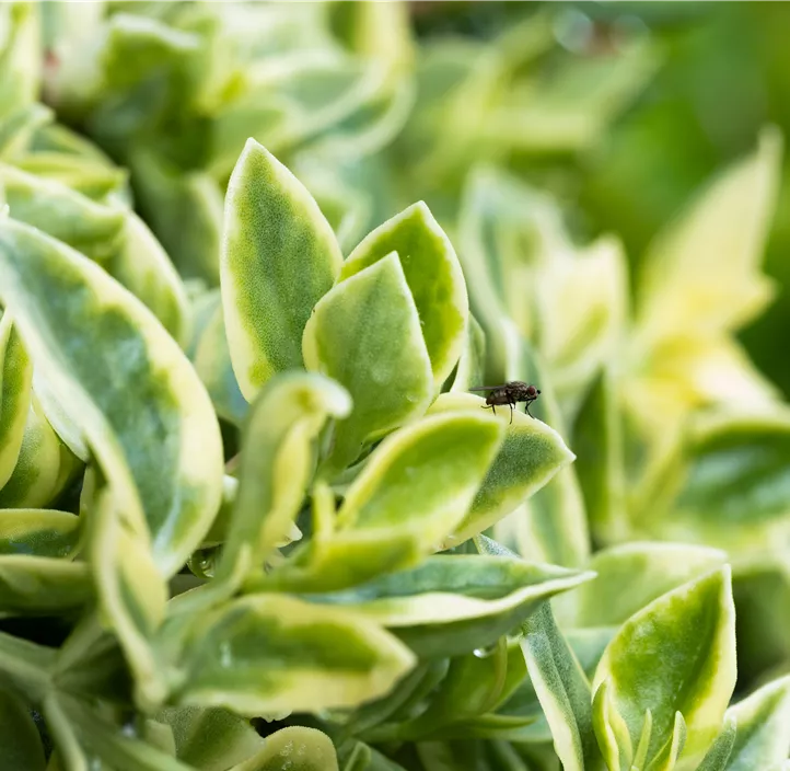 Ausdauerndes Eiskraut