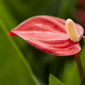 Anthurium andreanum Million Flowers Red