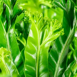 Asplenium antiquum Lesley