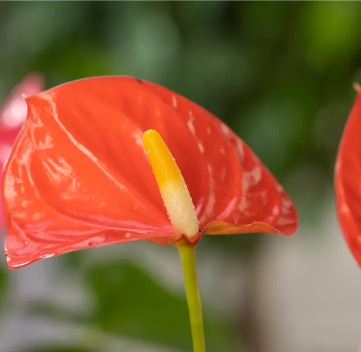 Flamingoblume 'Coral Champion'