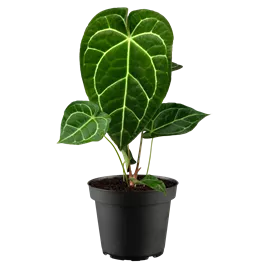 Anthurium crystallinum Karma Crystal