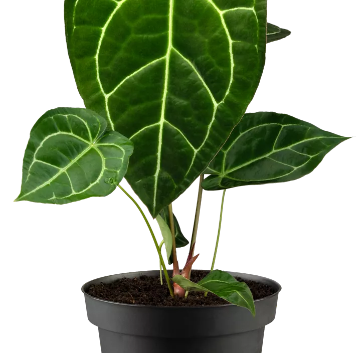 Anthurie 'Karma Crystal'