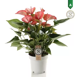 Anthurium Livium Orange
