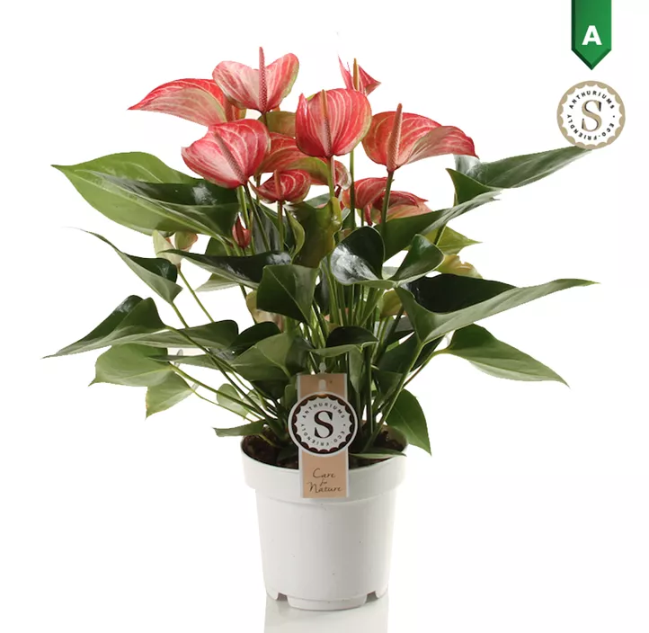 Flamingoblume 'Livium Orange'