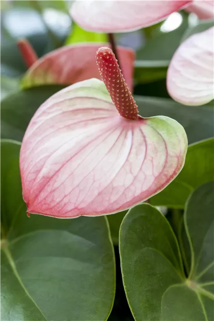 Anthurium Mystique, Flamingoblume 'Mystique' - Bellaflora