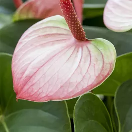Anthurium Mystique