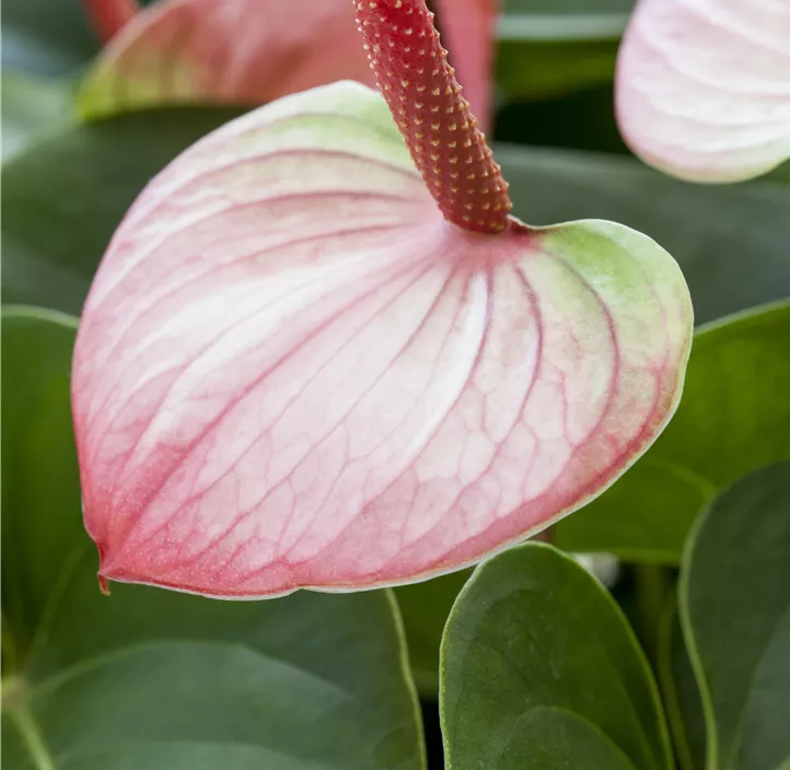 Flamingoblume 'Mystique'