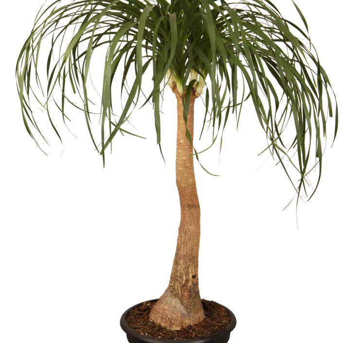 Elefantenfuß Elefantenfuß