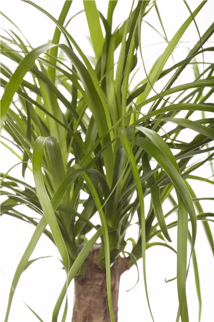 Beaucarnea beaucarnea Stamm, Elefantenfu - Bellaflora