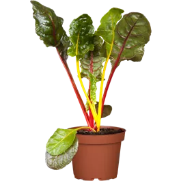 Beta vulgaris Feurio Smoothie Mangold